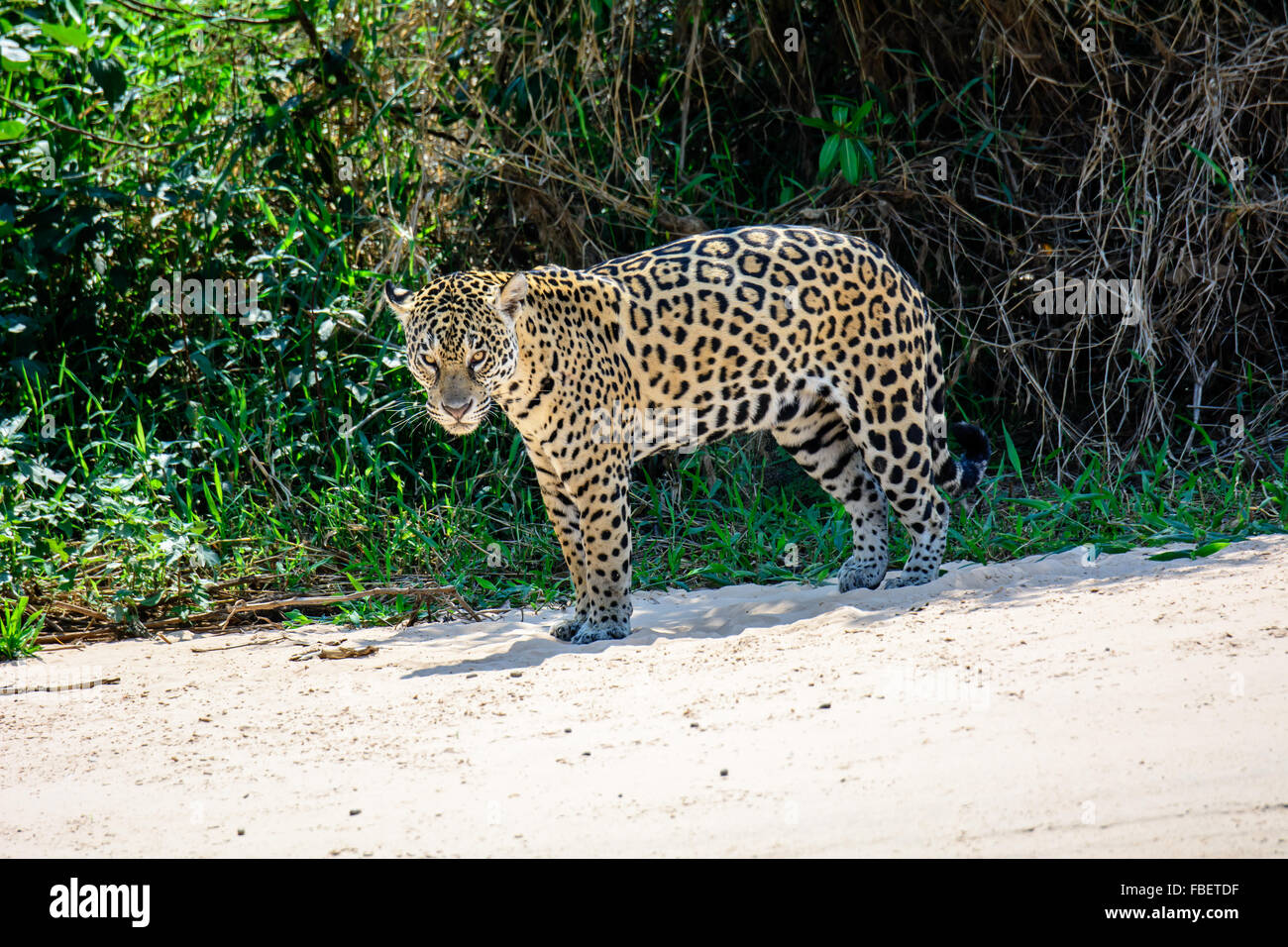 Jaguar maschio staring Foto Stock