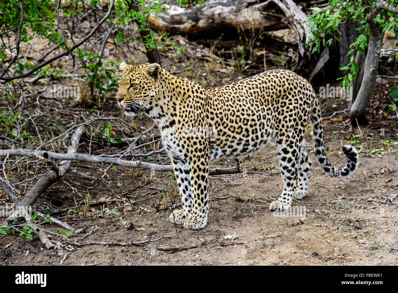Maschio di leopard il rilevamento della terra in vista Foto Stock