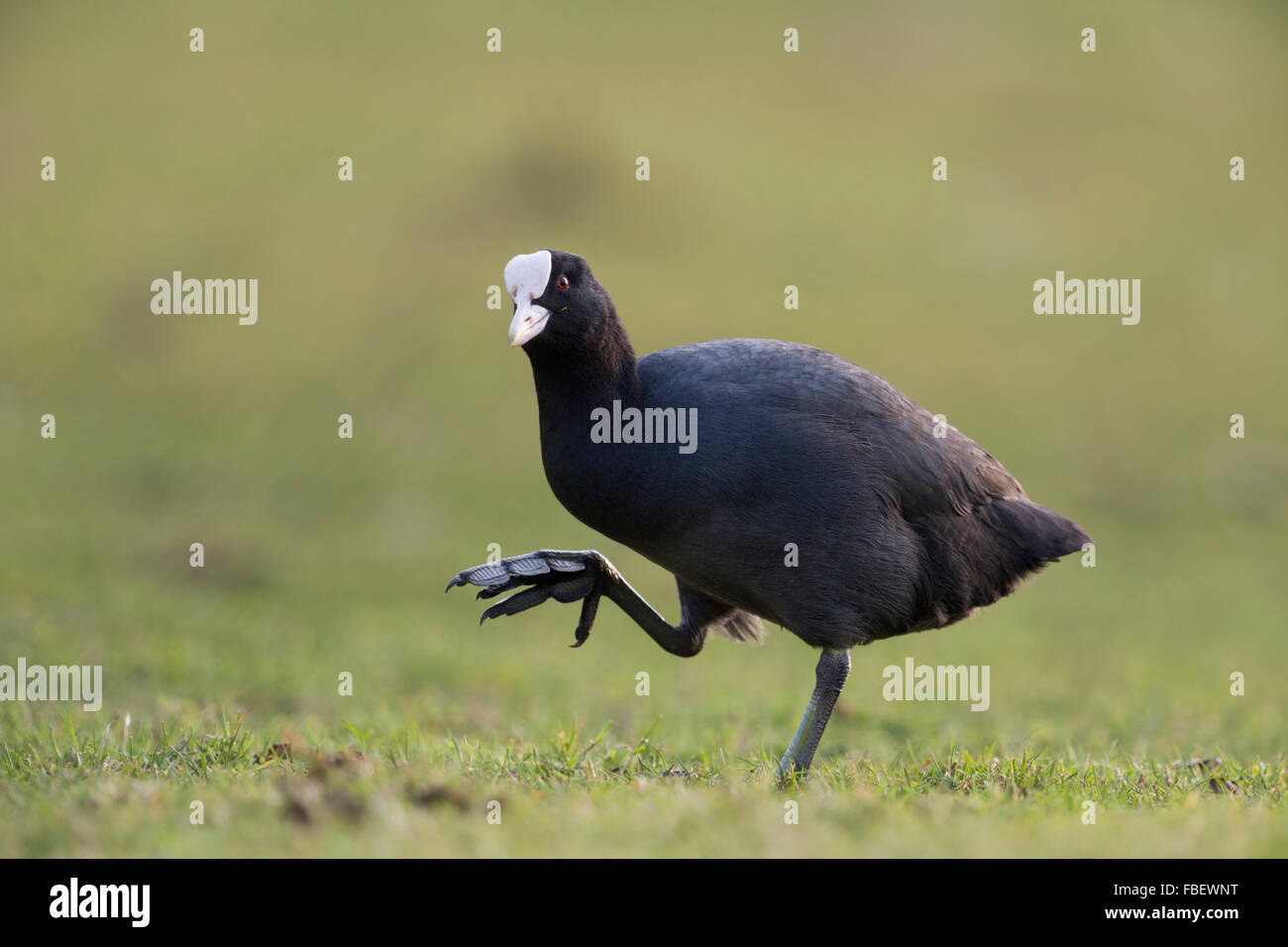 Nero / Folaga Eurasian Coot / Blaessralle ( fulica atra ) mostra i suoi grandi piedi camminando attorno, sembra divertente, fauna selvatica, Germania. Foto Stock