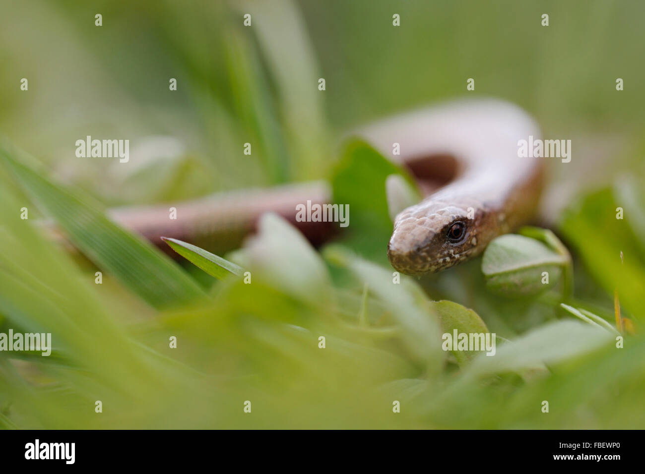 Verme lento / Blindschleiche ( Anguis fragilis ) strisciante attraverso la bassa vegetazione verde, il ritratto della testa, la fauna selvatica, l'Europa. Foto Stock