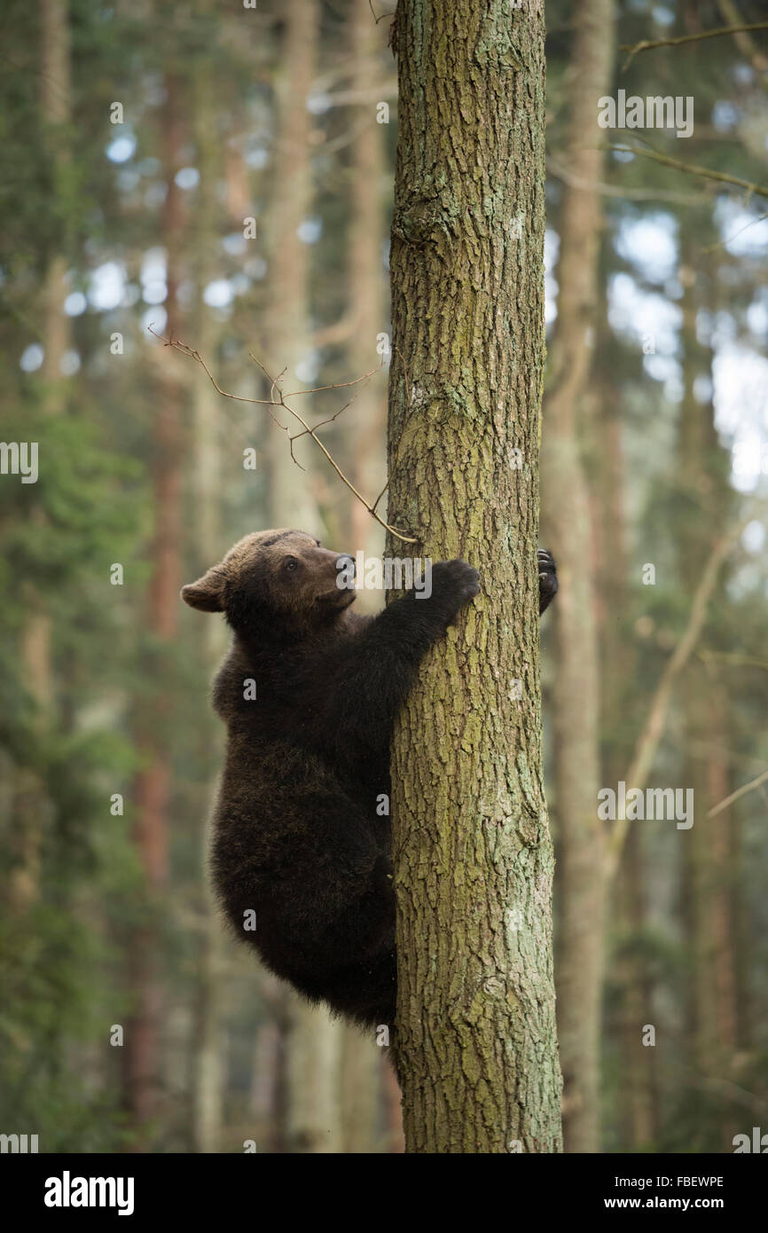 I giovani europei orso bruno / Europaeischer Braunbaer ( Ursus arctos ) salendo su un tronco di albero in una foresta naturale. Foto Stock