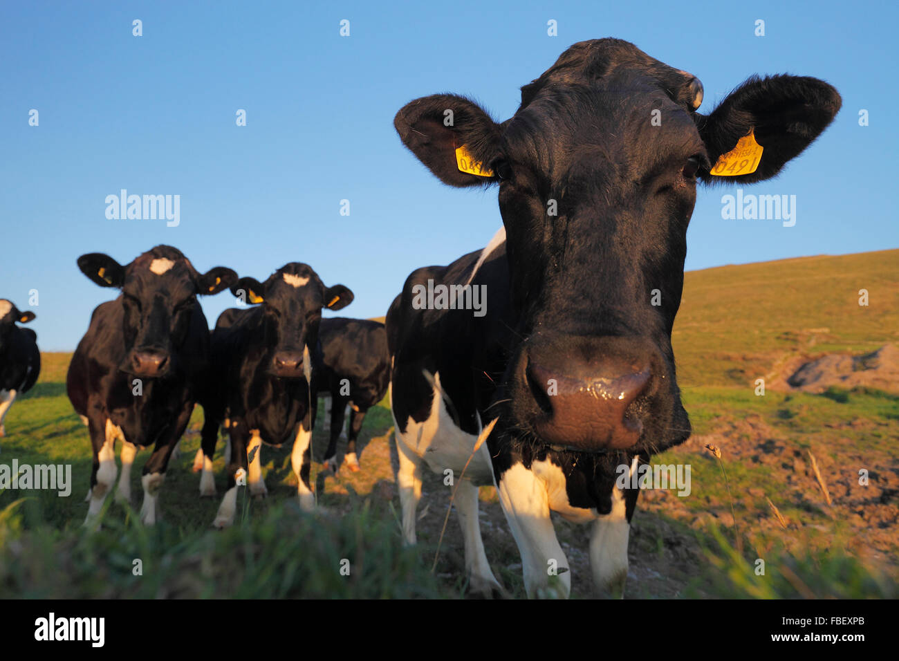 Bovini di razza Holstein - Allevamento di nero e di bianco patchato vacche (Bos taurus) Foto Stock