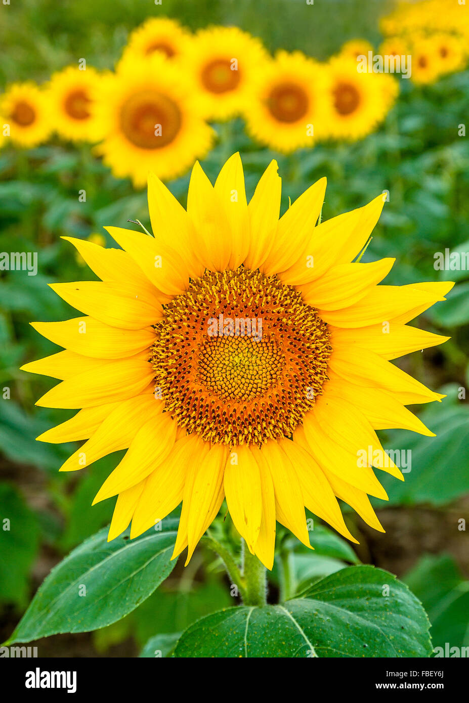 Girasoli su un campo di semi di girasole in Kansas, STATI UNITI D'AMERICA Foto Stock