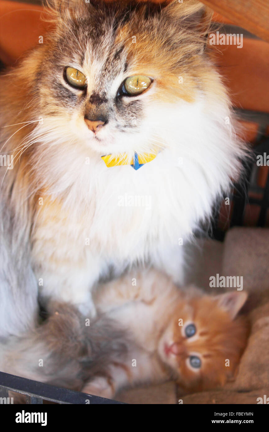 Piccolo divertente gattino con occhi azzurri vicino alla sua madre Foto Stock