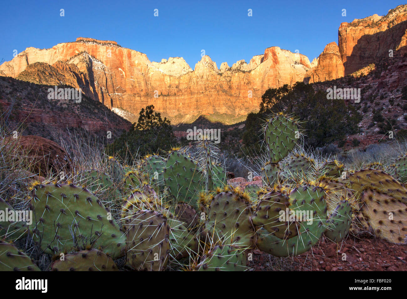 Il cactus e le montagne del Parco Nazionale Zion Foto Stock