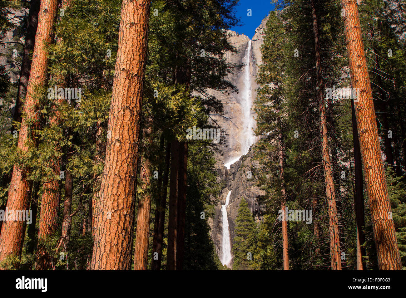 Il parco nazionale di Yosemite Falls e redwoods Foto Stock