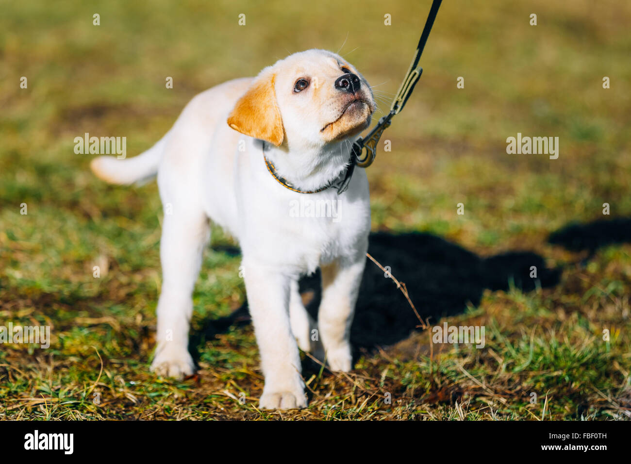 Bellissimo cane bianco Lab Labrador Retriever cucciolo cucciolo cucciolo Outdoor in primavera Foto Stock Bellissimo cane bianco Lab Labrador Retriever cucciolo cucciolo cucciolo Outdoor in primavera Foto Stock