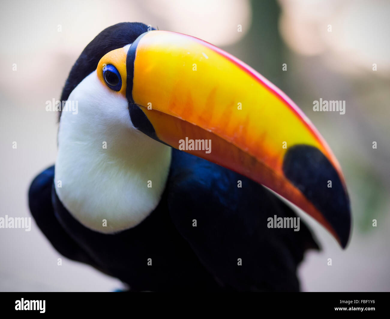 Chiusura del brasiliano esotici toucan bird in ambiente naturale in Foz do Iguacu, Stato di Parana, Brasile. Foto Stock