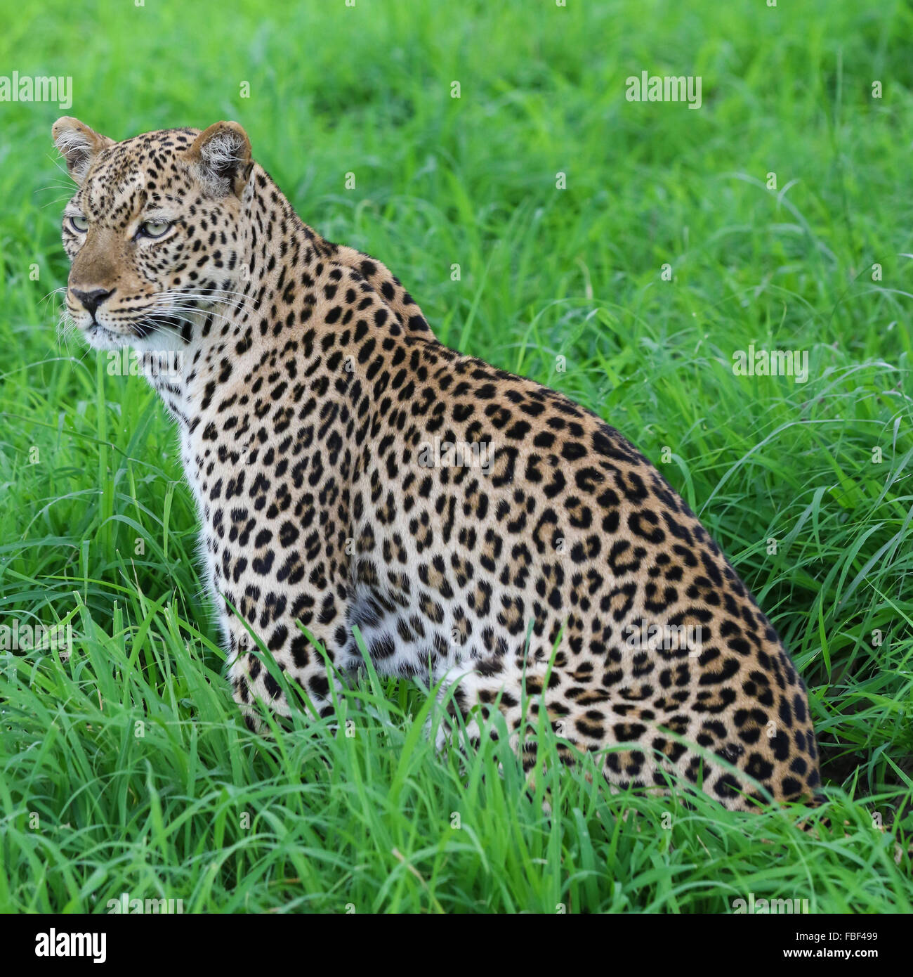 Leopardess seduto in erba verde Foto Stock