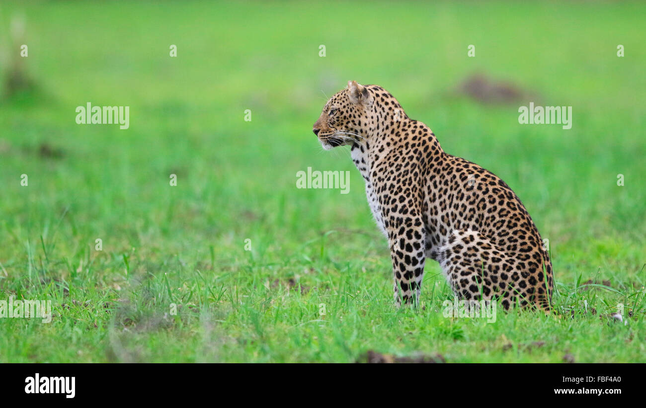 Leopard seduto in verde Foto Stock