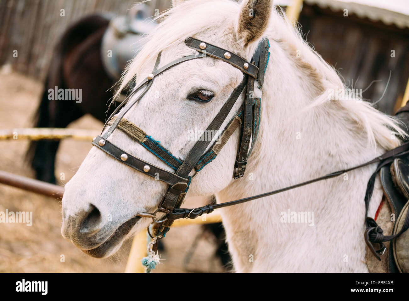 Close up ritratto di White Horse. Tonica Instant Photo Foto Stock