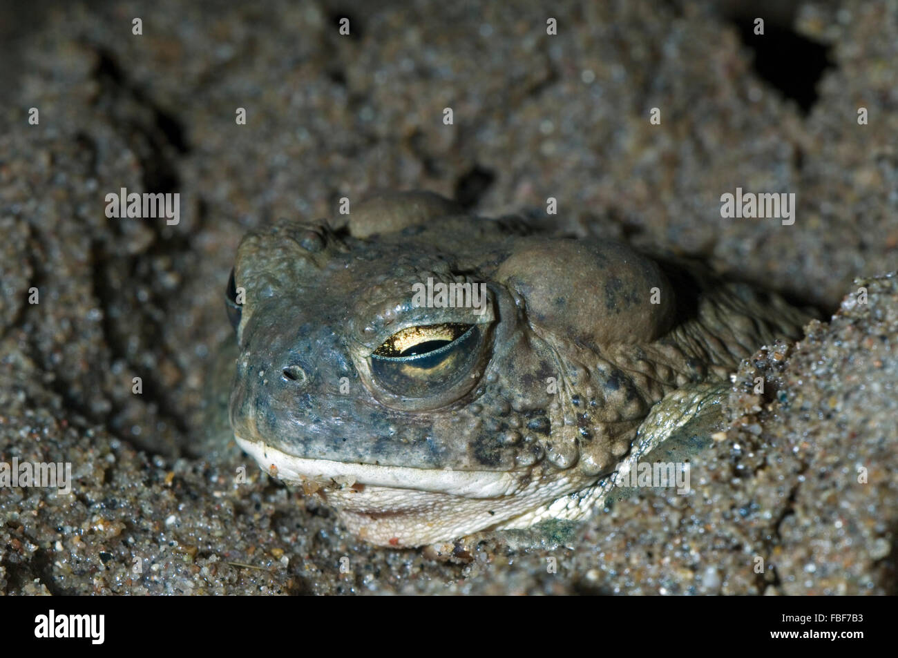 Arizona toad (Anaxyrus microscaphus) scavando nel fango e mostrando trasparente palpebra interna / membrana nictitating per proteggere eye Foto Stock