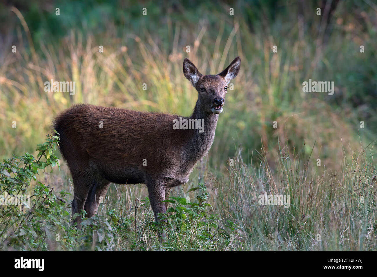 Rosso vitello di Cervo (Cervus elaphus) Foto Stock