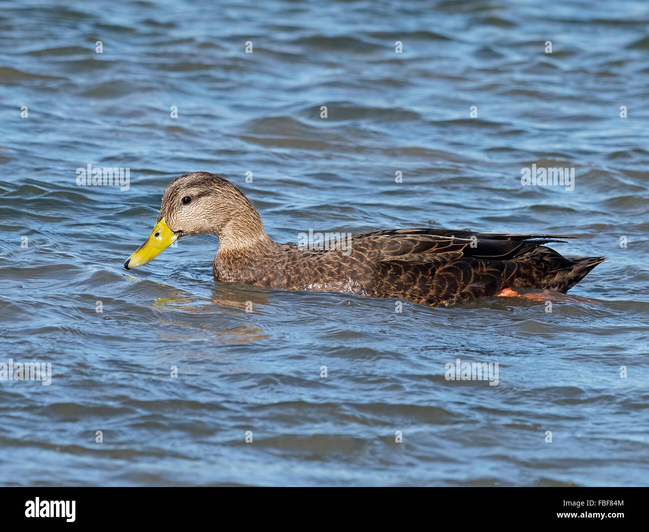 Femmina nera Duck Foto Stock