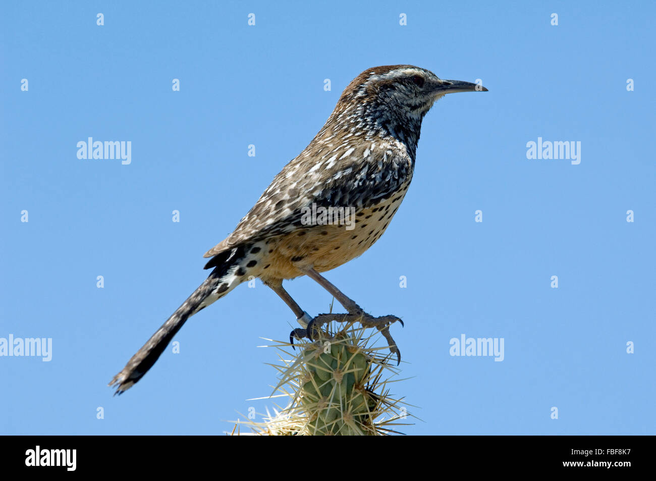 Cactus wren (Campylorhynchus brunneicapillus) nativo del sudovest degli Stati Uniti e del Messico Foto Stock