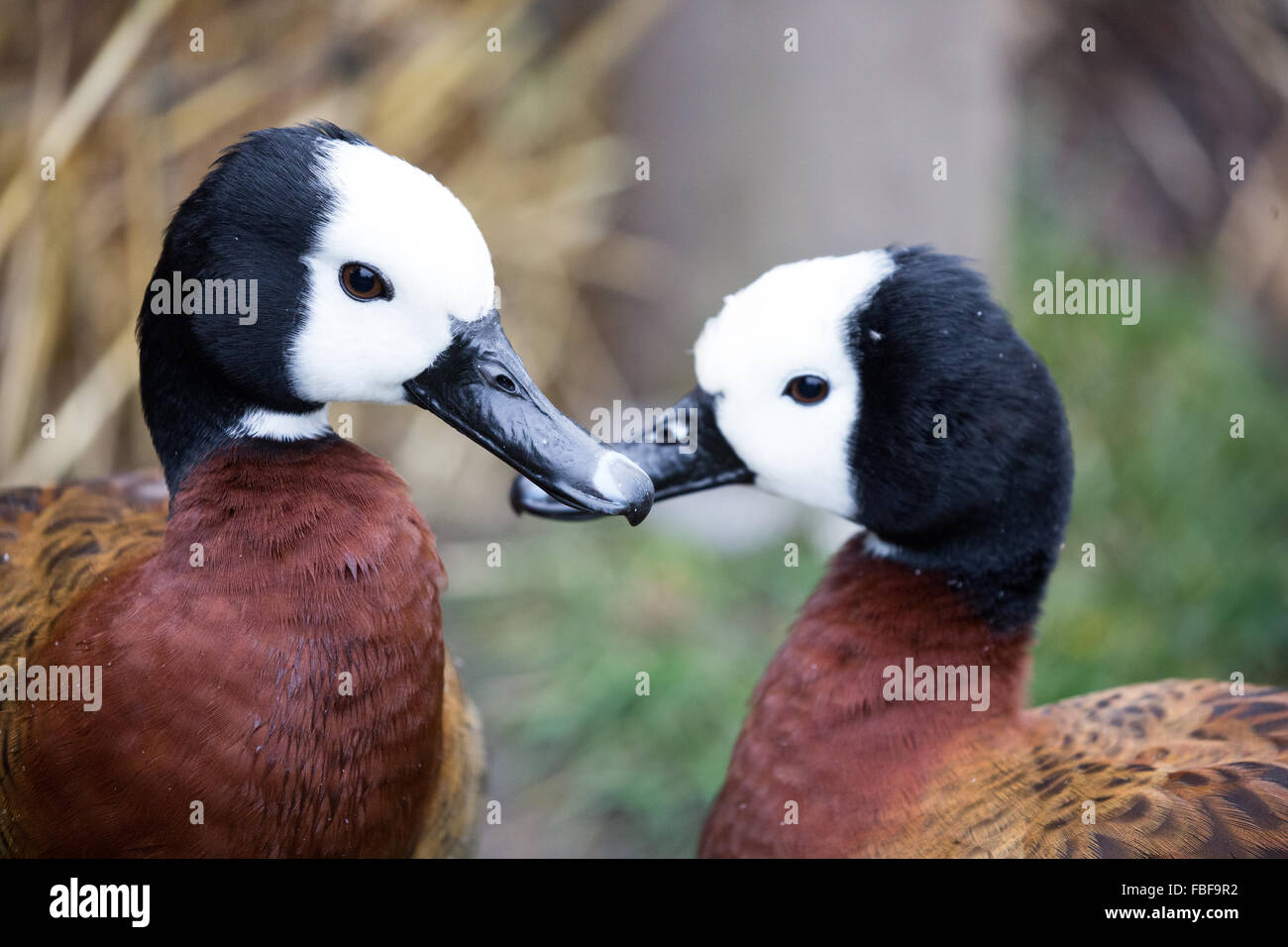 Santa Clara County, California, Stati Uniti d'America. Foto Stock