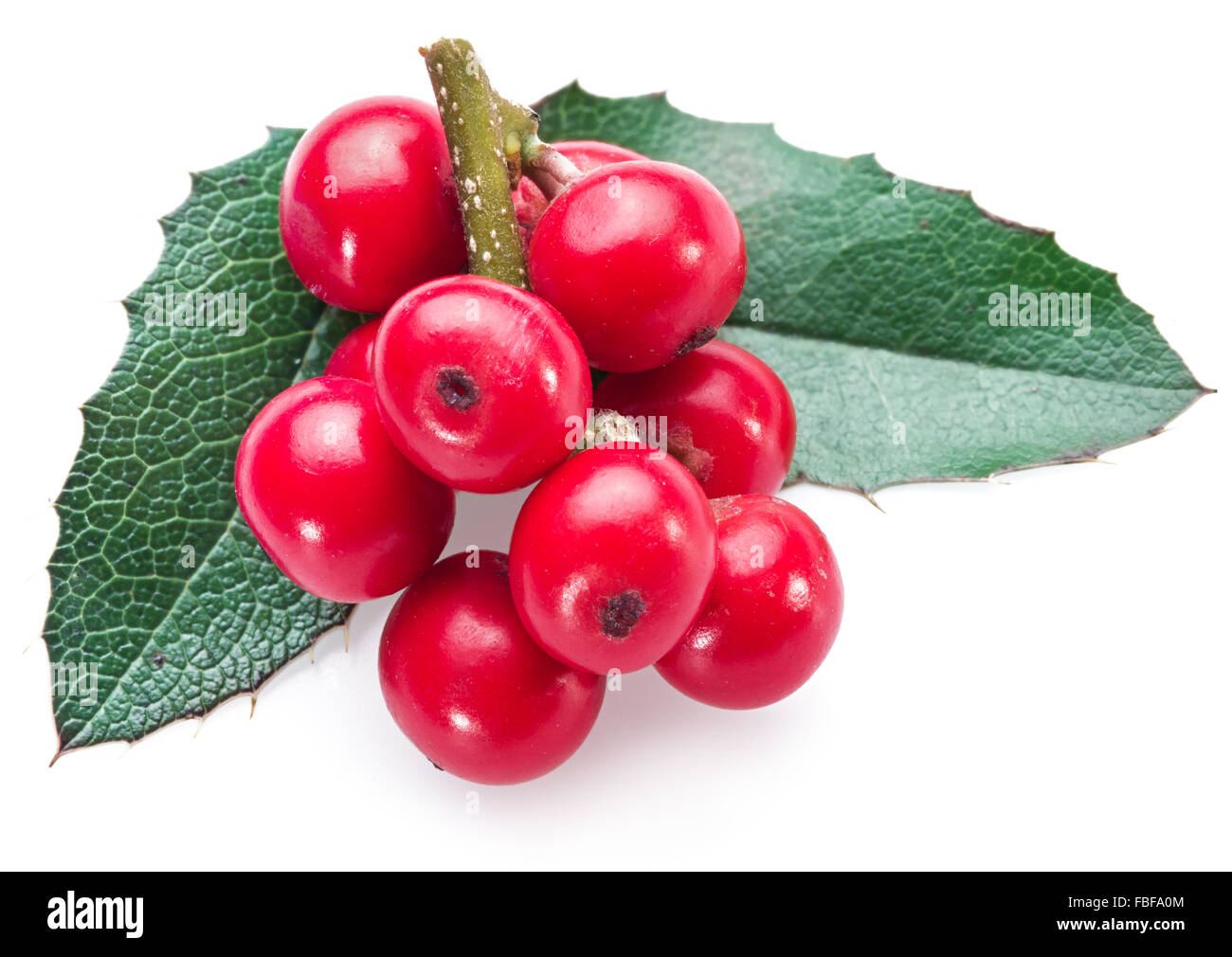 Unione Holly (leccio) foglie e frutta su uno sfondo bianco. Foto Stock