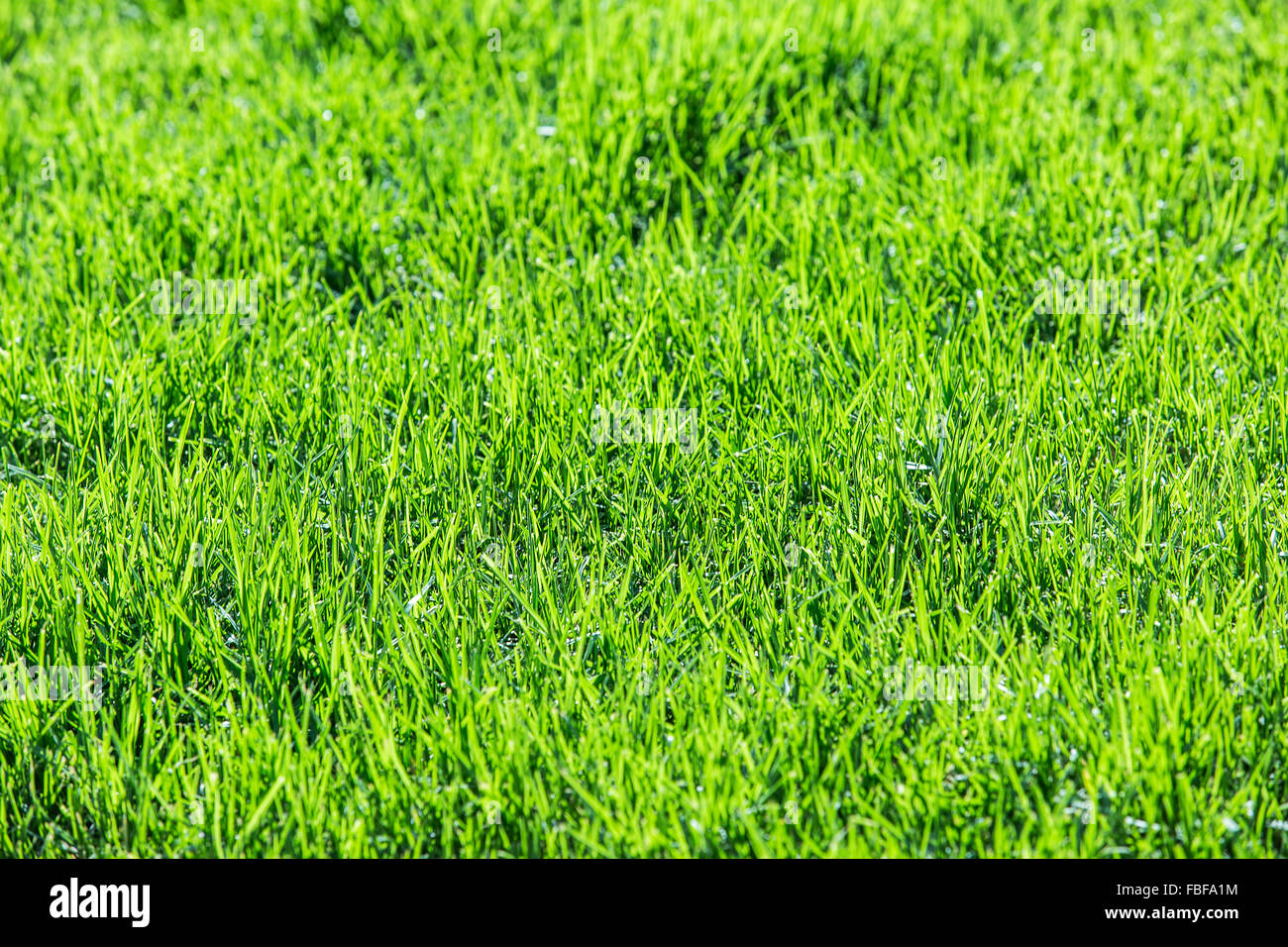Fresco verde erba. Close up. Foto Stock
