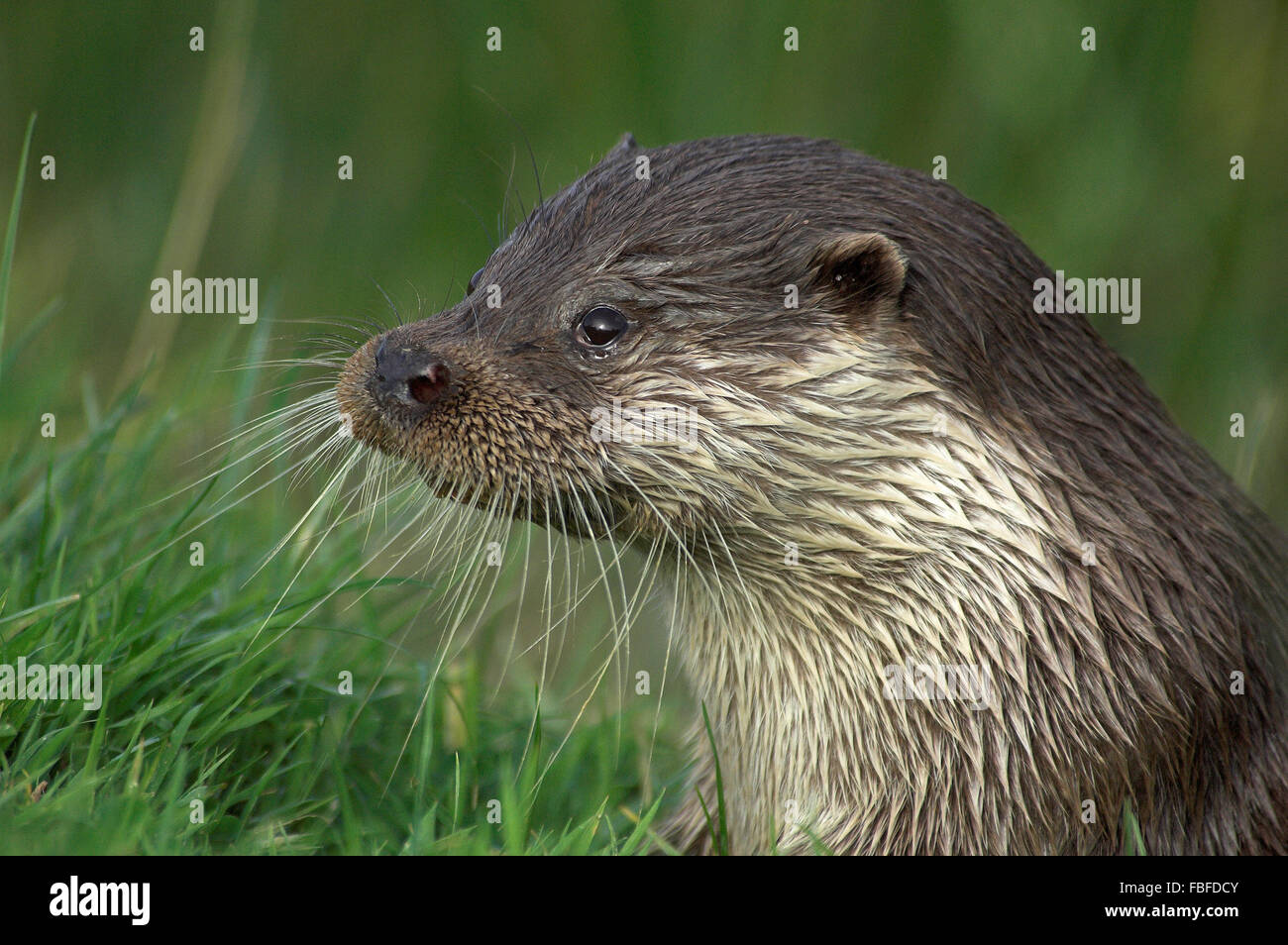 Una chiusura del volto di una lontra REGNO UNITO Foto Stock