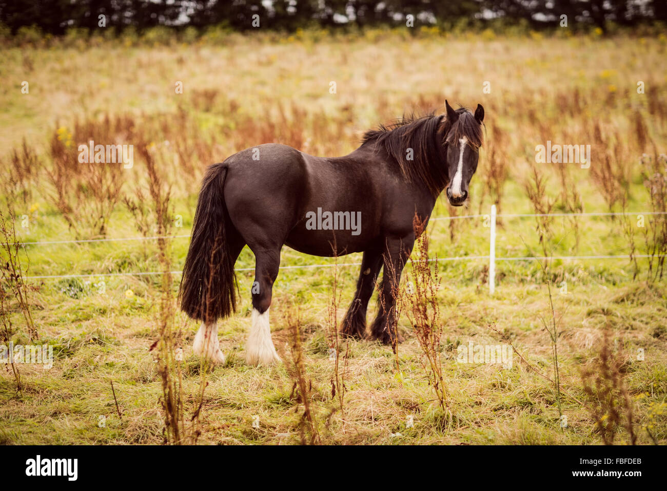 In bianco e nero a cavallo da soli Foto Stock