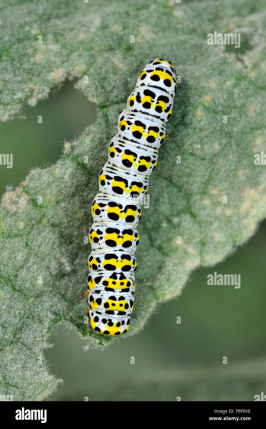 Un modellato luminosamente mullein moth caterpillar REGNO UNITO Foto Stock