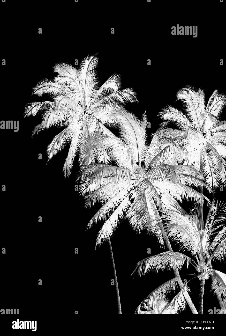 Raster silhouette collage illustrazione di palme nei toni del bianco e del nero- Foto Stock