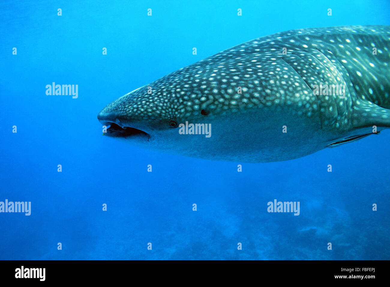 Squalo balena (Rhincodon typus), South Ari Atoll, Maldive Foto Stock