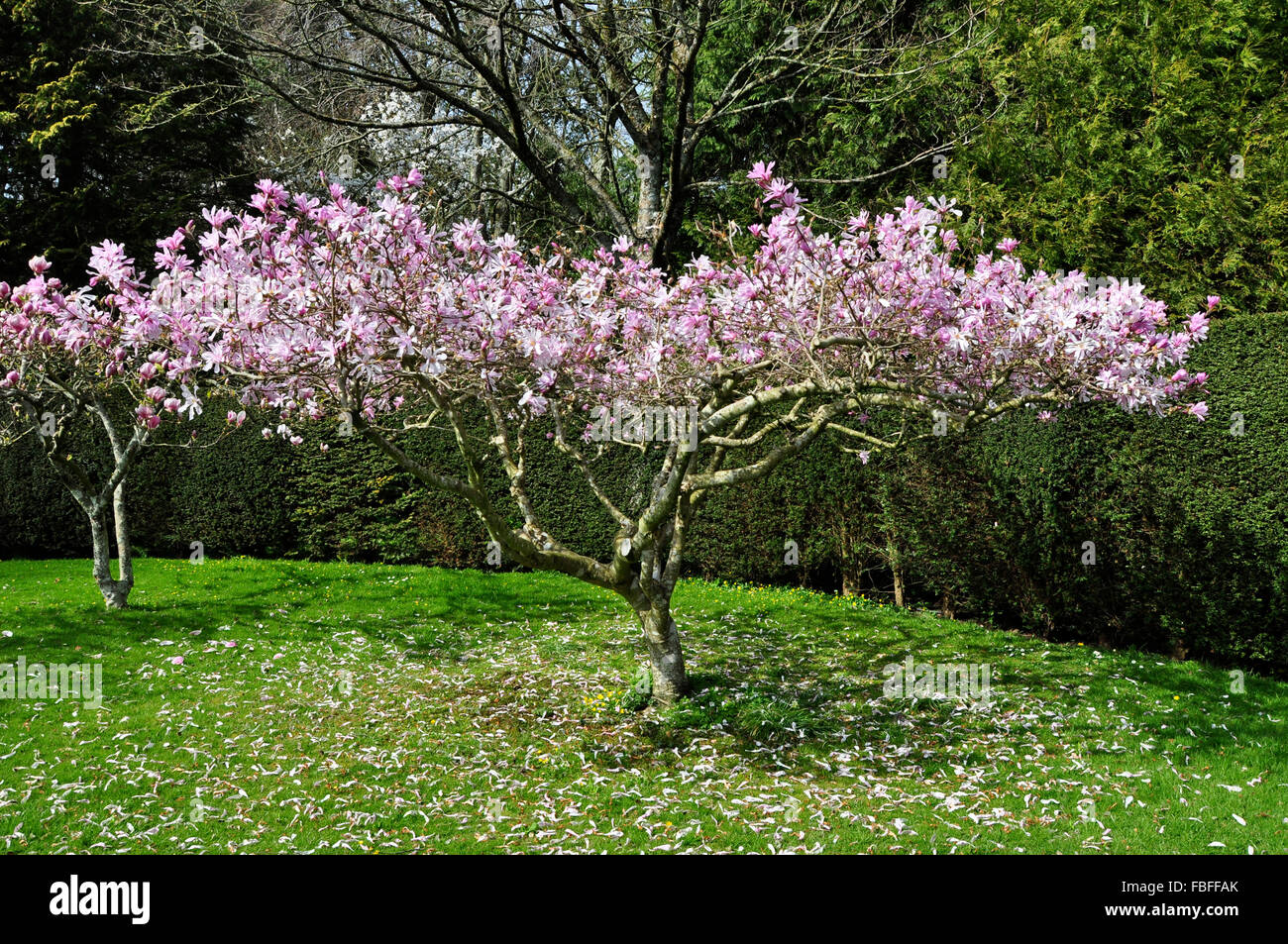 Un albero di magnolia in piena fioritura nella primavera del Regno Unito Foto Stock
