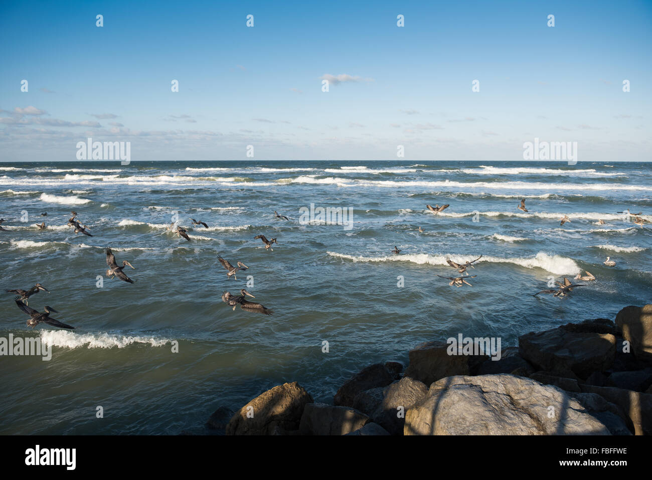 Il Flock of Brown Pelicans atterra sulle onde dell'Oceano Atlantico vicino al molo di pietra a Ponce Inlet Lighthouse Point Park, Daytona Beach, Florida, USA. Foto Stock