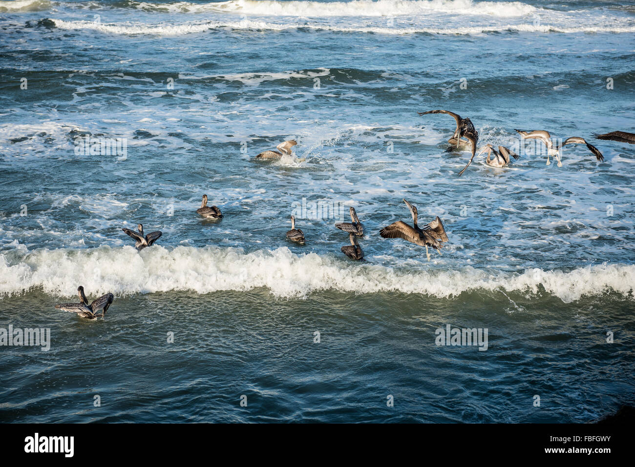 Un gruppo di pellicani marroni floating vicino a riva nel surf durante l'inverno vicino a Daytona Beach, Florida. Foto Stock