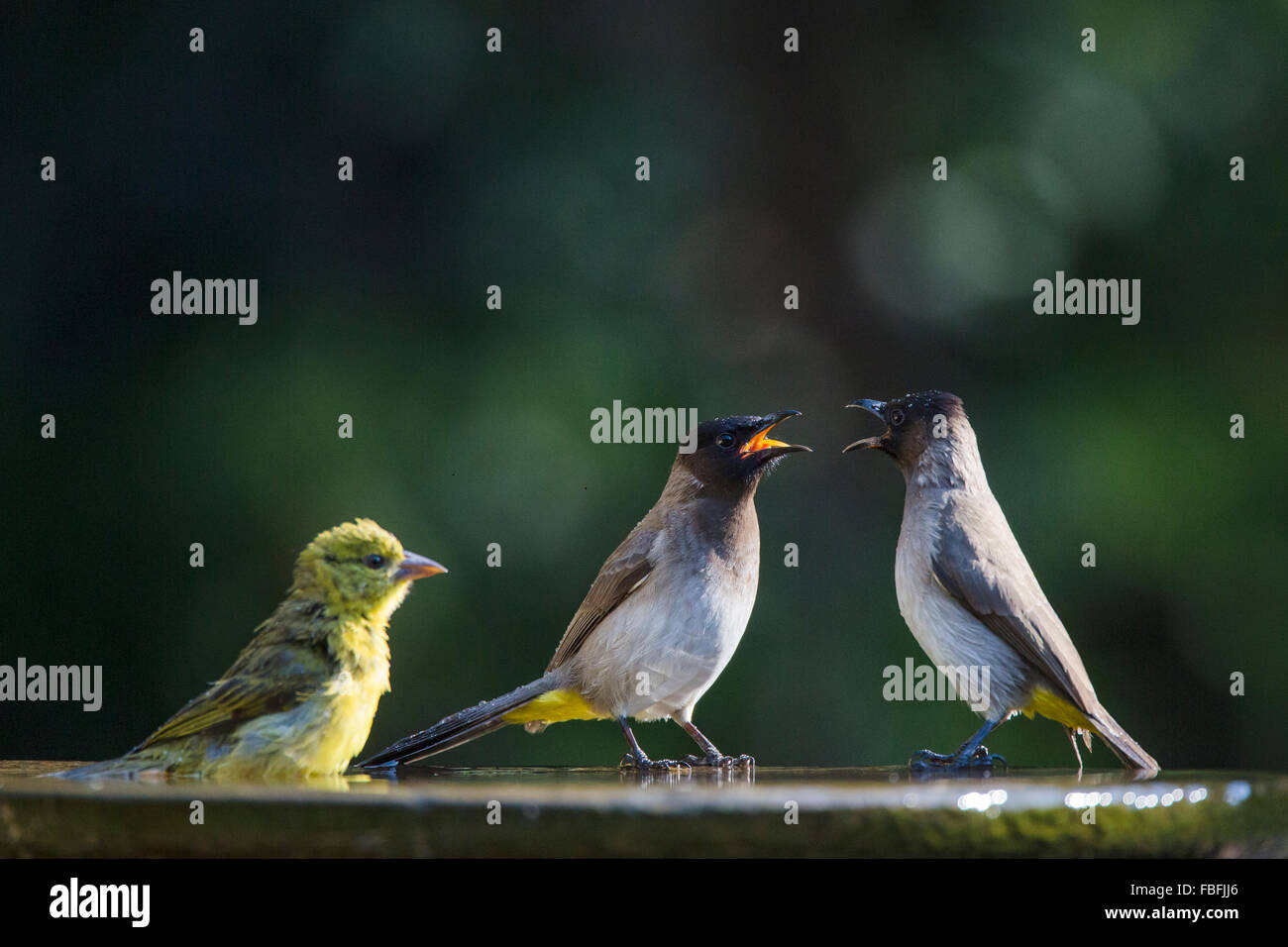 Due black-eyed bulbul un alterco in un Bagno uccelli Foto Stock