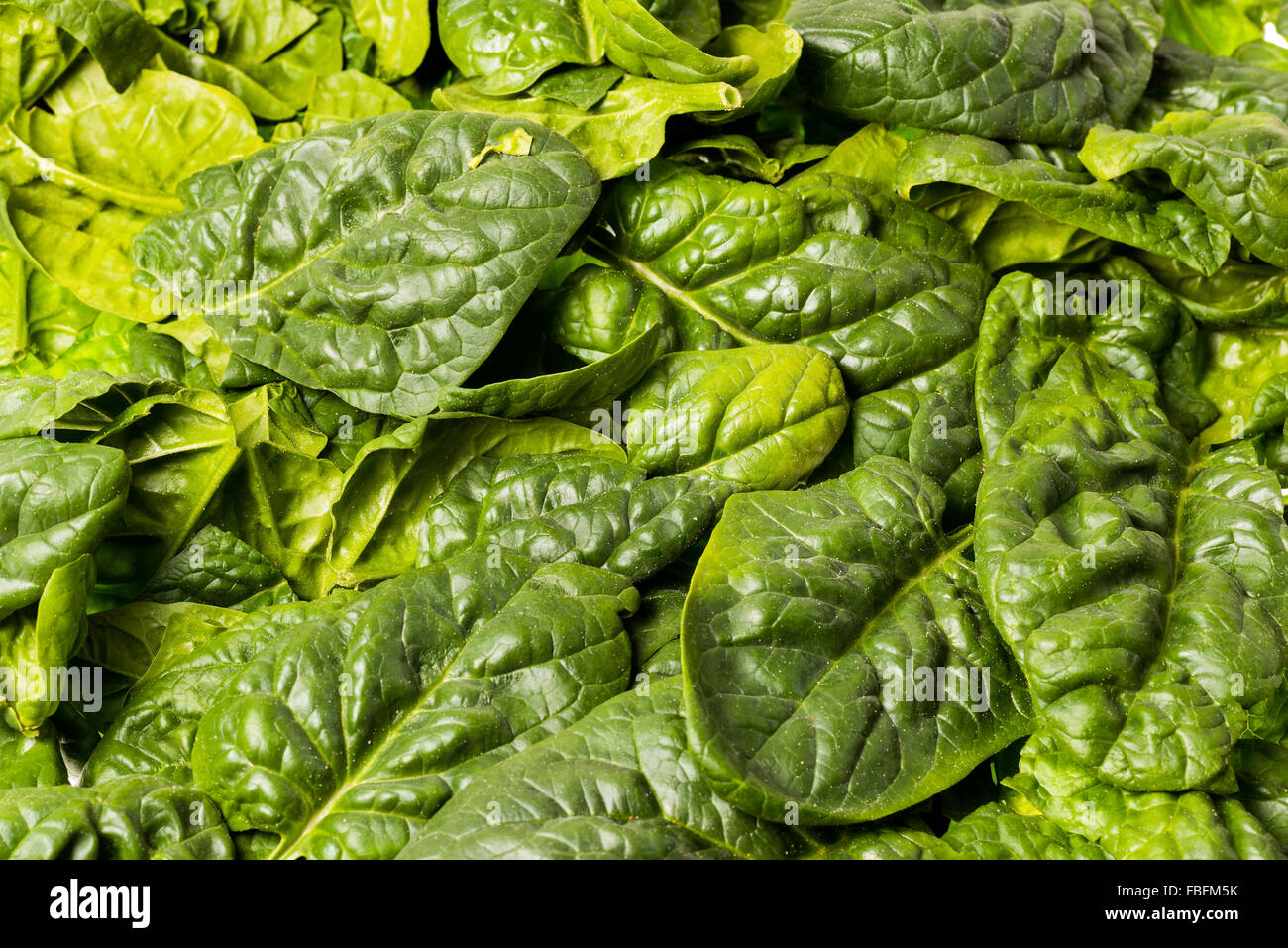 Italiano di foglie di spinaci, appena raccolto singolo lascia cuocere insalata verde di cottura alimenti greenfood spinat veggi ortaggi freschi Foto Stock