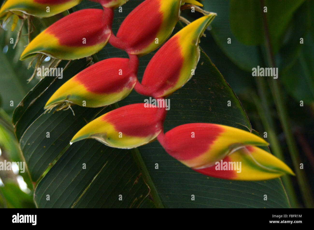 Fiore,heliconia rostrata,cerrado,Chapada dos Veadeiros,il Brasile, semi, flora Foto Stock