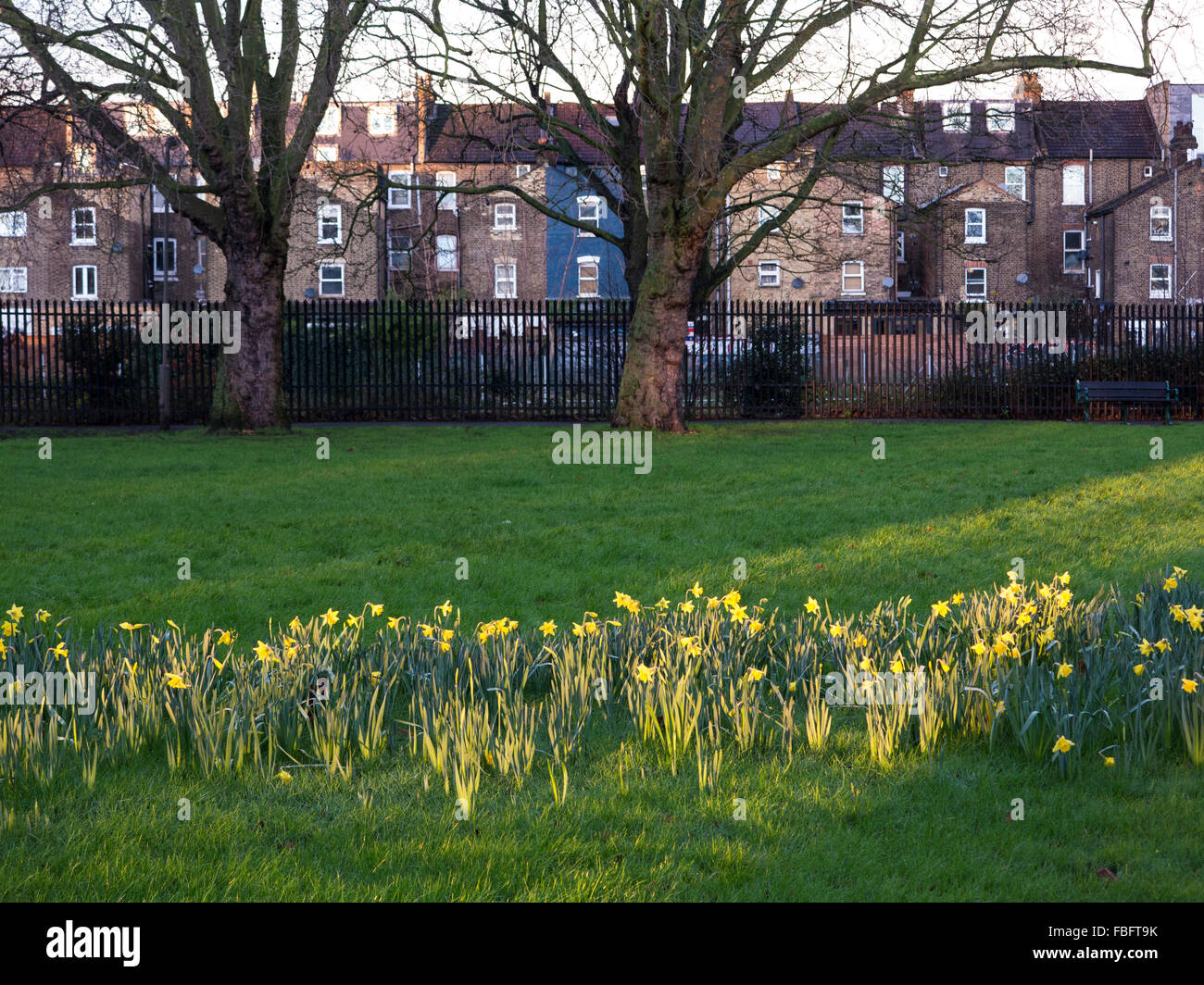 Fioritura precoce Giunchiglie in fasci di luce in un inverno molto mite 2016 Foto Stock Fioritura precoce Giunchiglie in fasci di luce in un inverno molto mite 2016 Foto Stock
