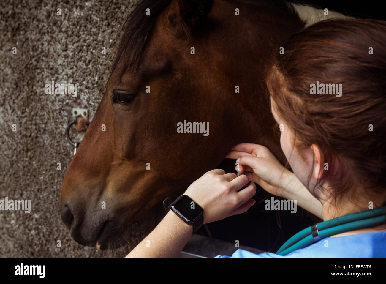 Vet esaminando il cavallo in stabile Foto Stock