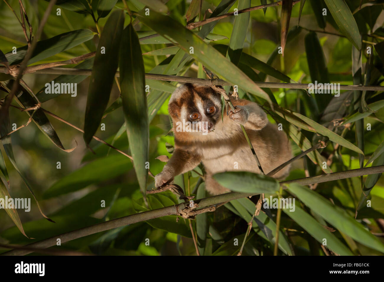 Wild Iavan slow loris (Nycticebus javanicus) tra le foglie di bambù. Foto Stock