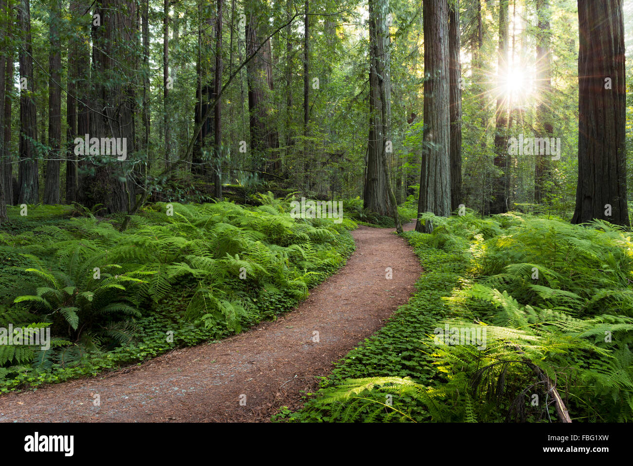 Stati Uniti, America, redwood, Trail, modo, percorso, sogno, albero, sun, retroilluminazione, star, verde, mistico e magico, legno, California, Foto Stock