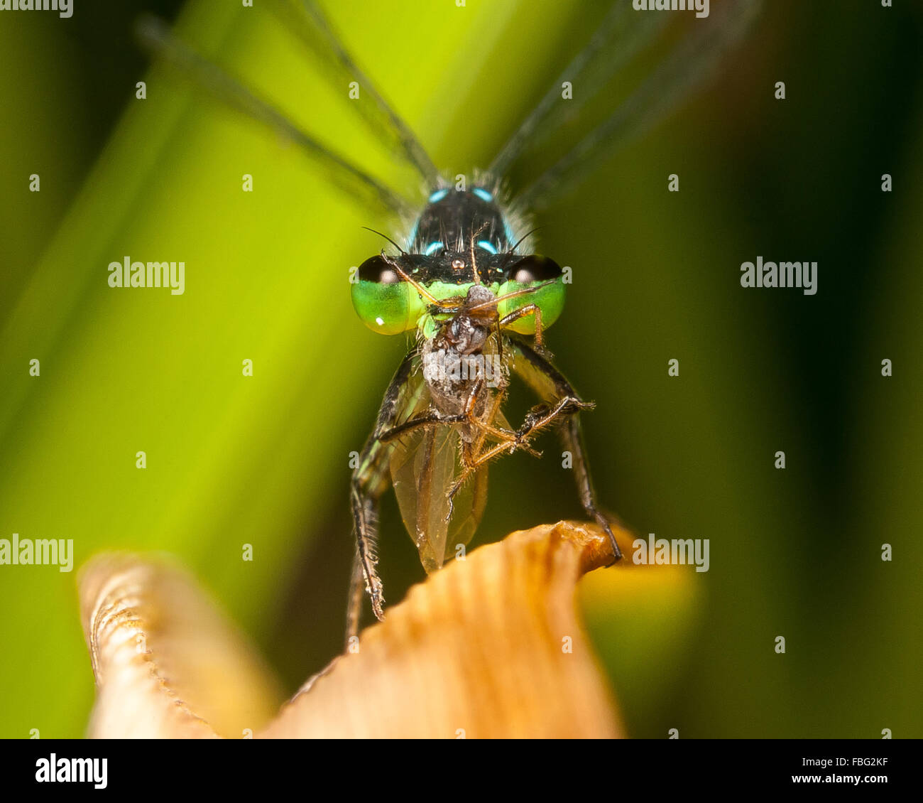 Una testa-sul primo piano di un blu e verde come damselfly finisce il suo pasto. Foto Stock