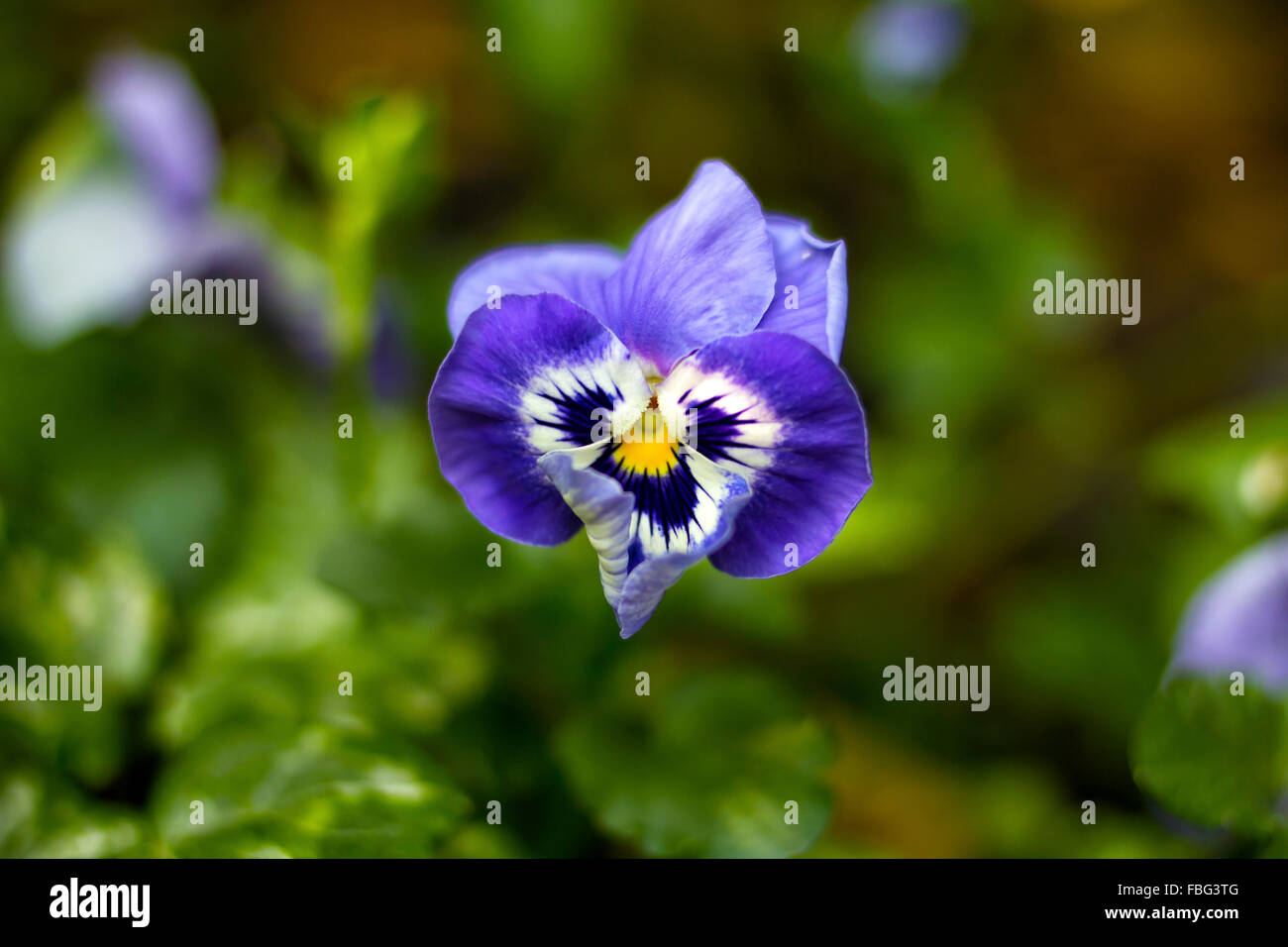 Viola viola del pensiero Foto Stock