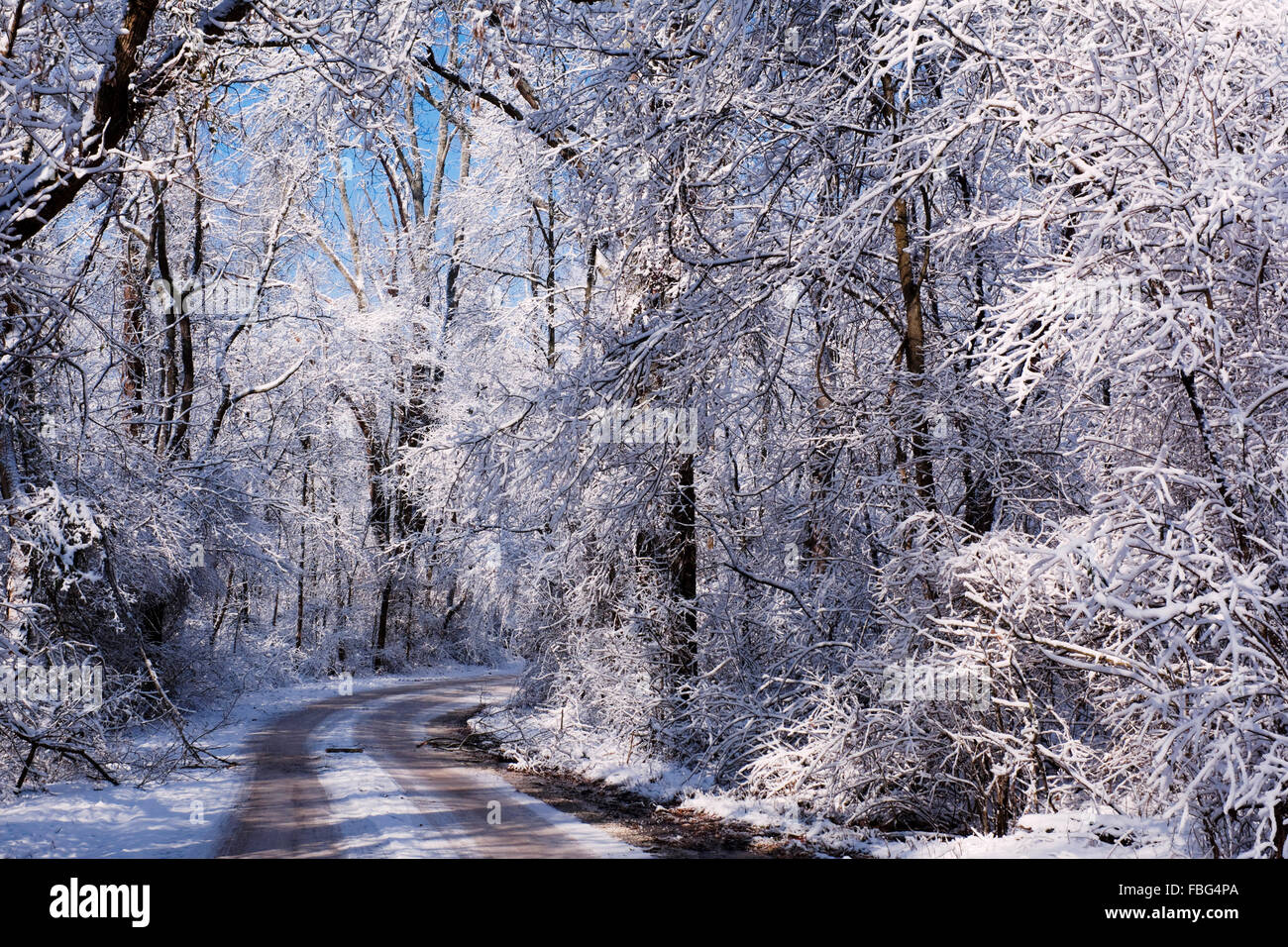 Coperta di neve alberi lungo una strada di campagna in una foresta, Marion County, Indiana Foto Stock