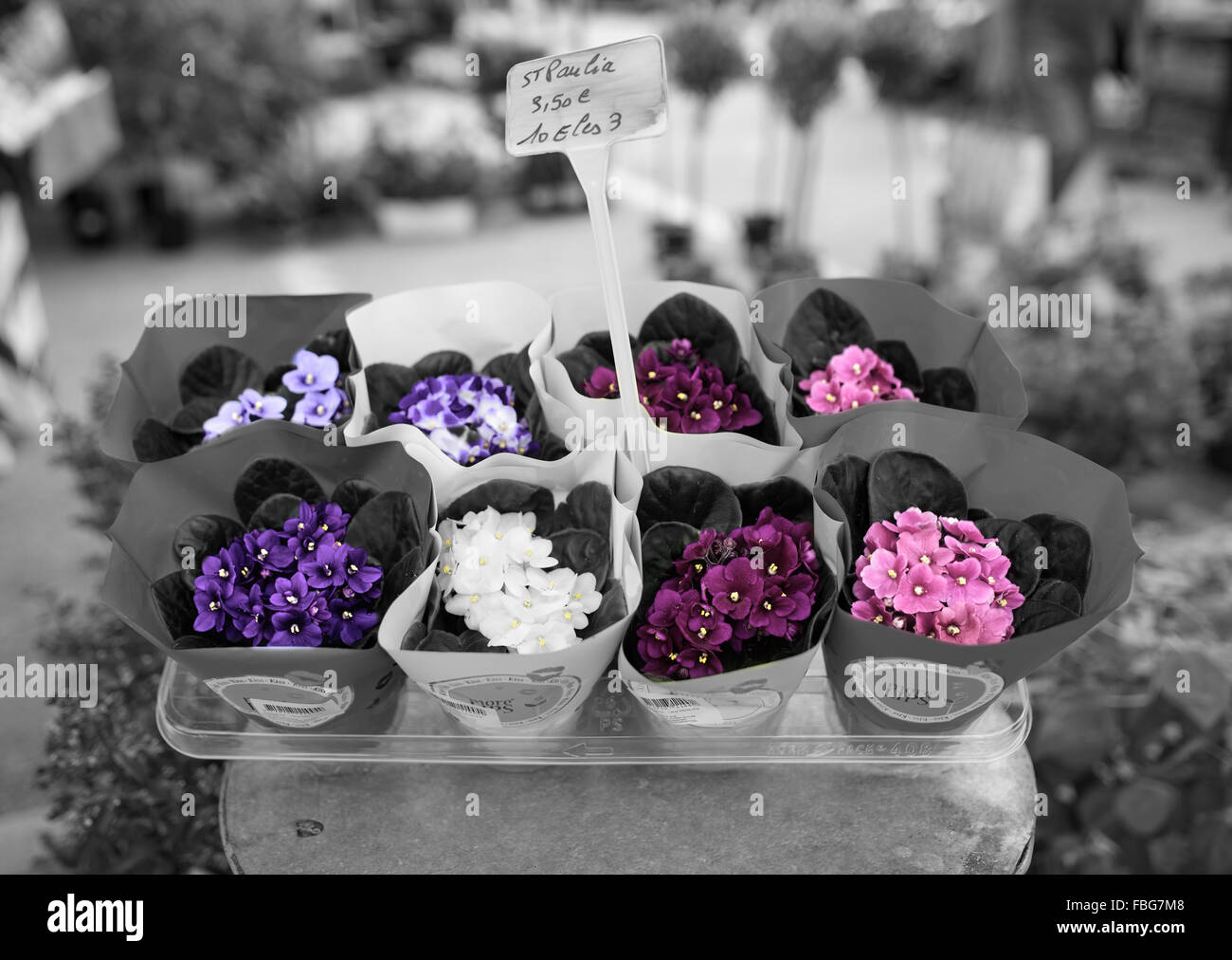 Violette africane nel mercato, Chauvigny, Francia Foto Stock