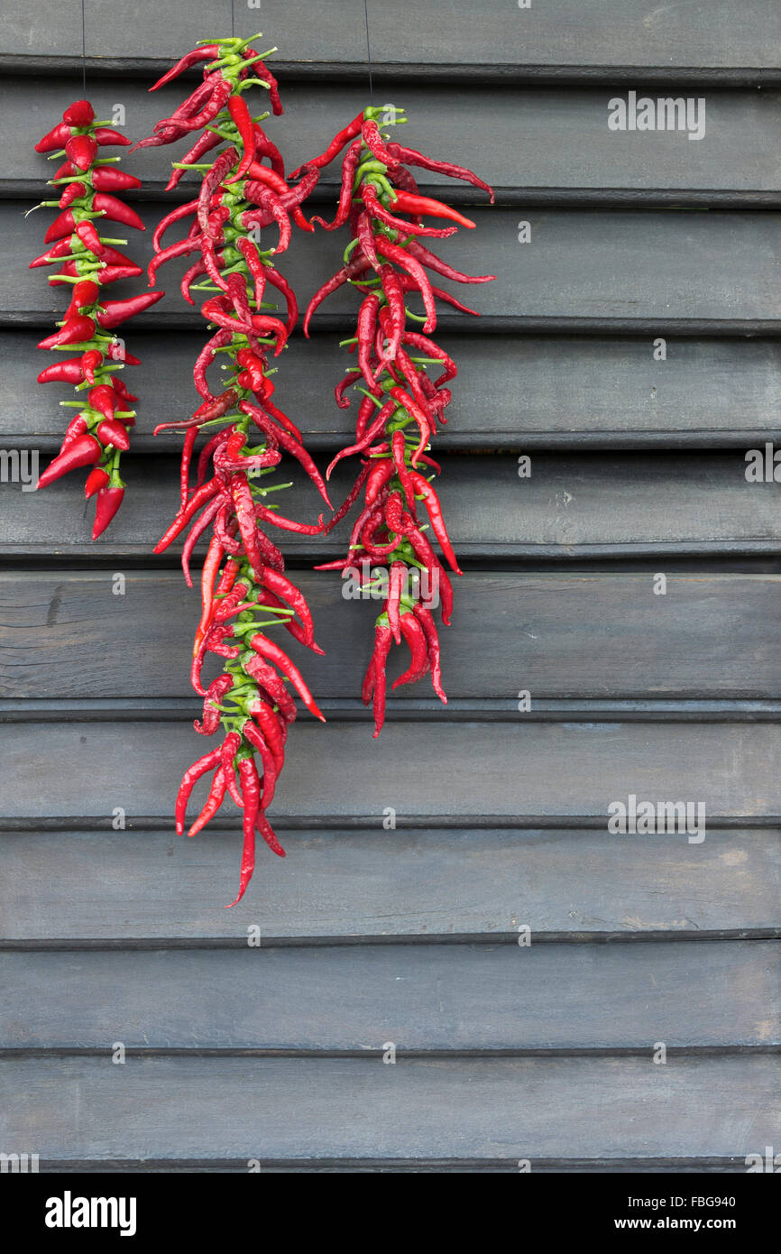 Hot peppers) Foto Stock