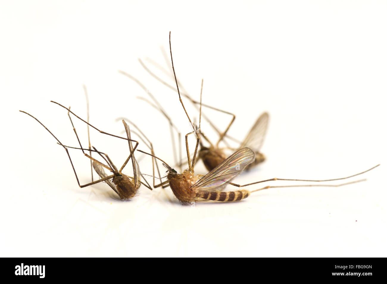 Zanzare Foto Stock