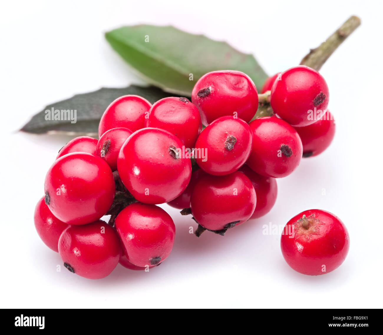 Unione Holly (leccio) foglie e frutta su uno sfondo bianco. Foto Stock