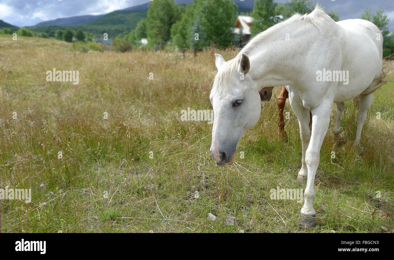 Un bel cavallo bianco a piedi fino alla telecamera mentre pascolano in un campo Paese, montagne sullo sfondo. Foto Stock