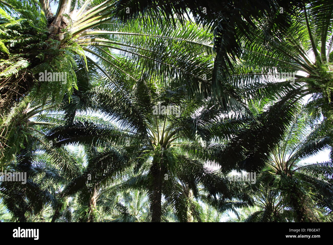 La piantagione di palme in Thailandia Foto Stock