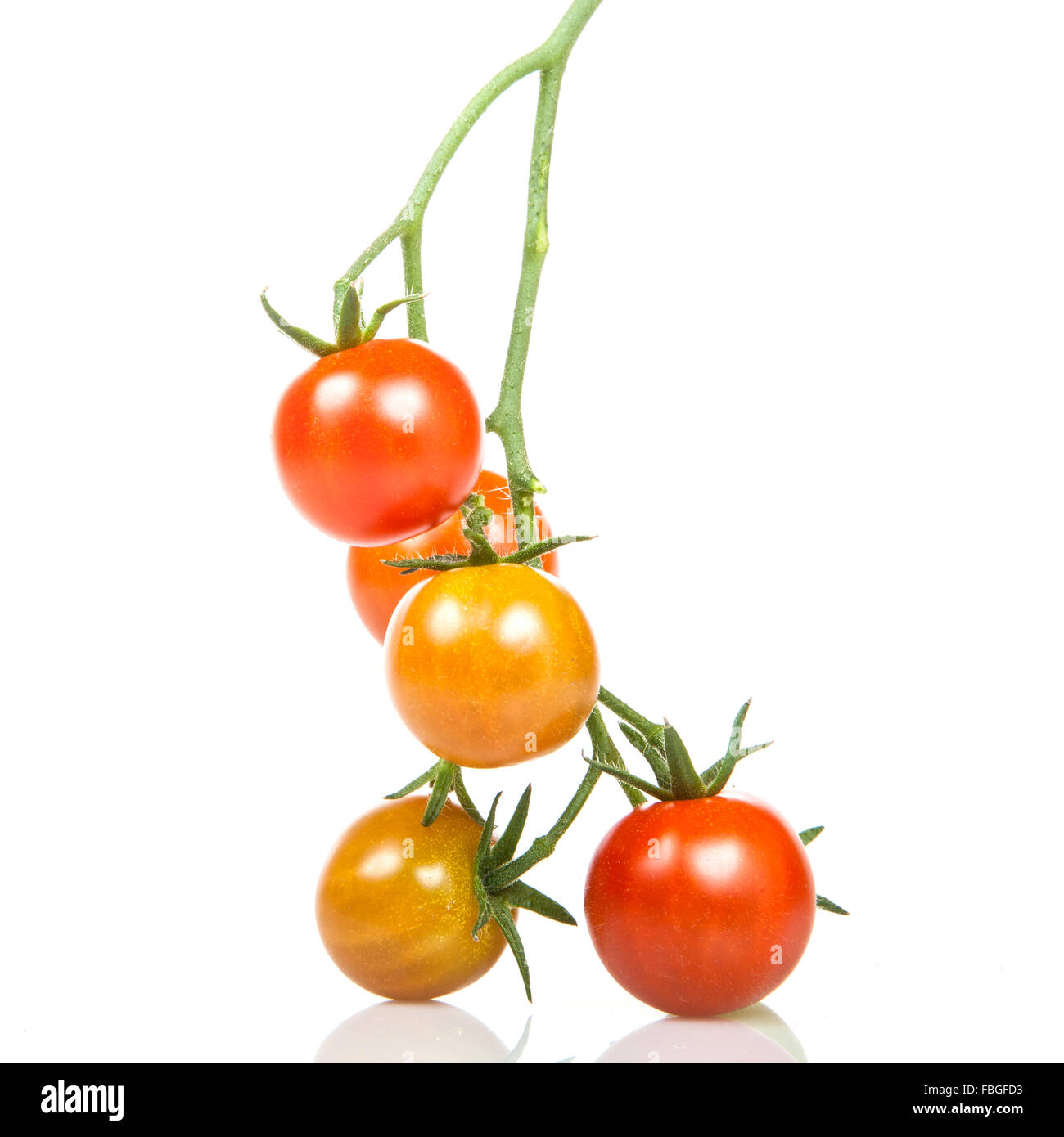 Ramo di rosso dei pomodori Foto Stock