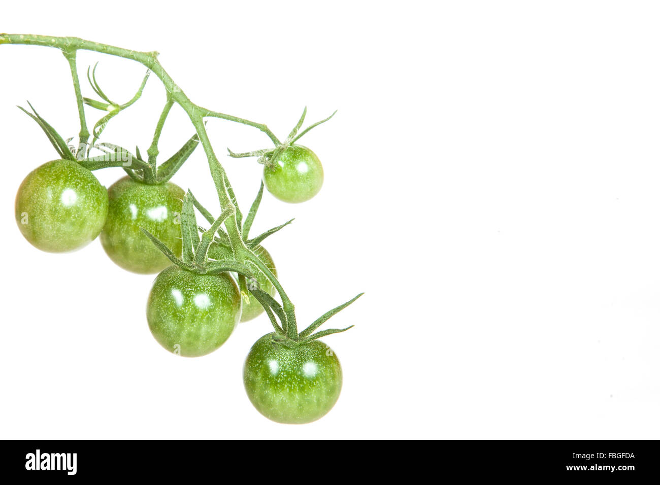 Pomodori verdi Foto Stock