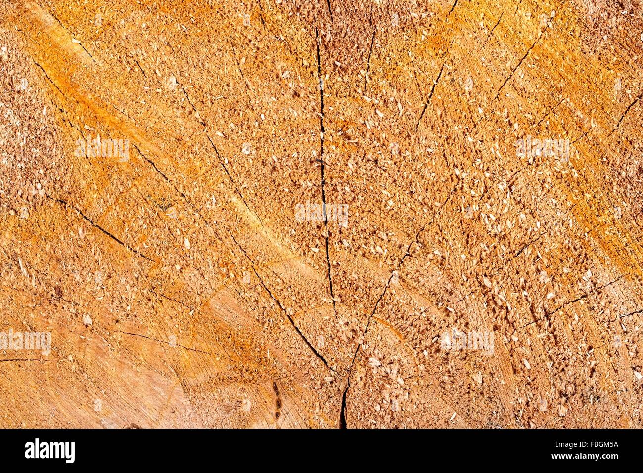 Tronco dell'albero, lo sfondo o texture Foto Stock