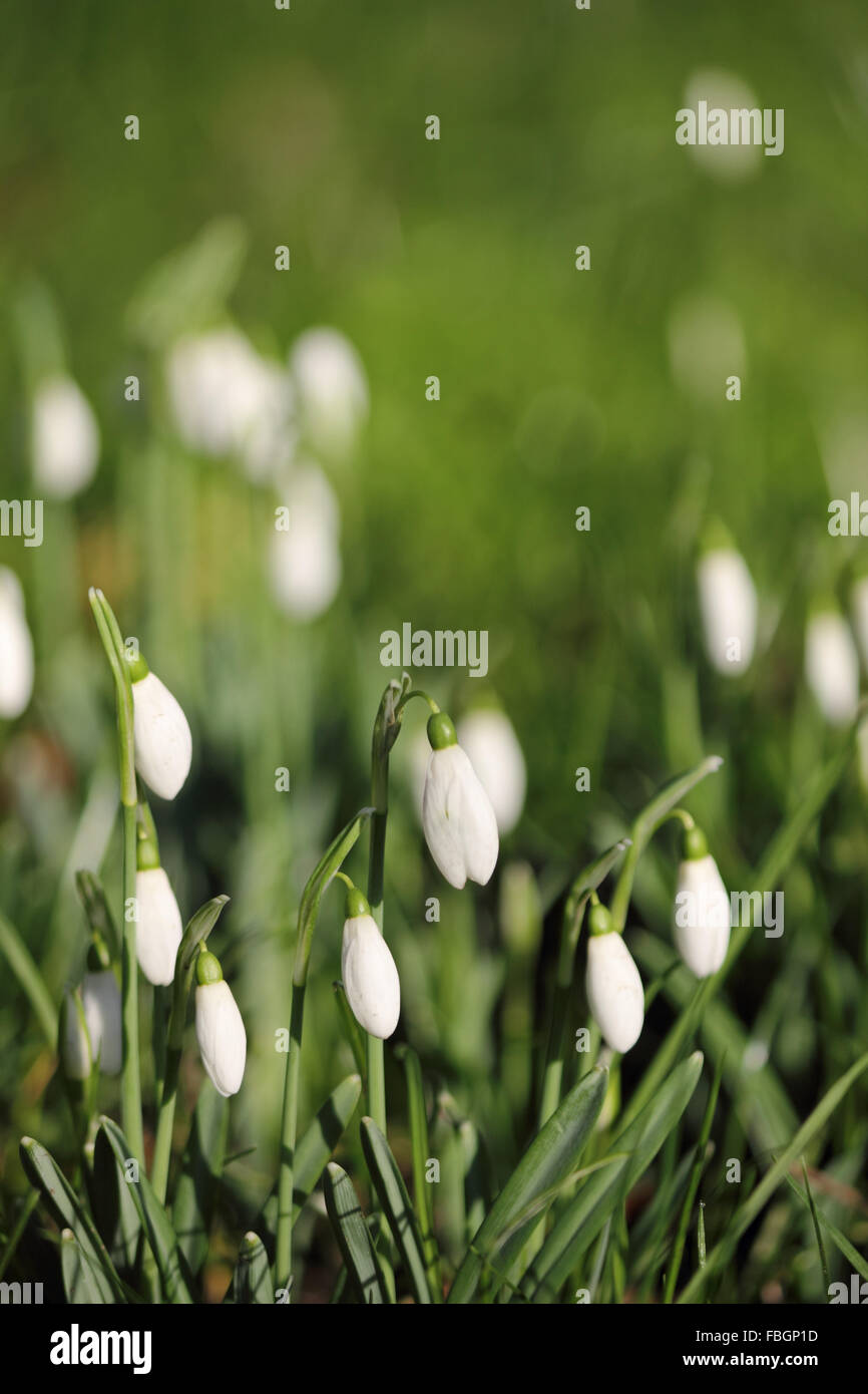 Hampton Court, Londra, Regno Unito. 16 gennaio 2016. Il clima mite ha causato molti spring piante fiorite e alberi a fiorire molto prima rispetto al normale, come questi delicati bianco puro bucaneve. Credito: Julia Gavin UK/Alamy Live News Foto Stock